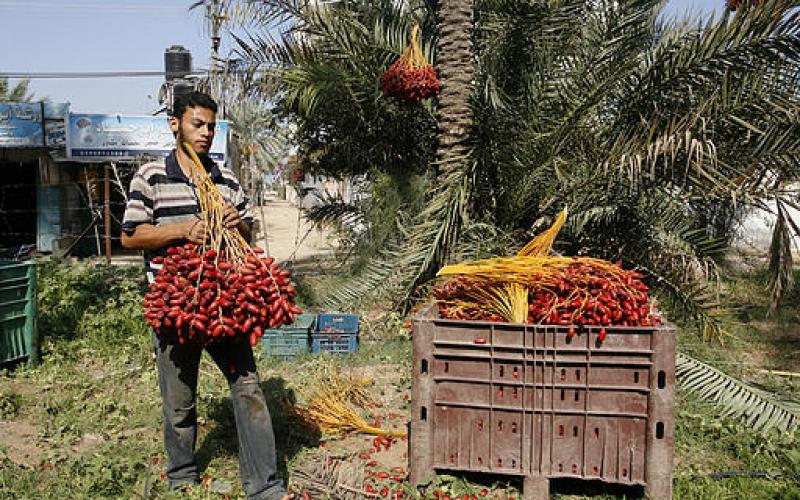 صور.. موسم جني "البلح" جنوب قطاع غزة