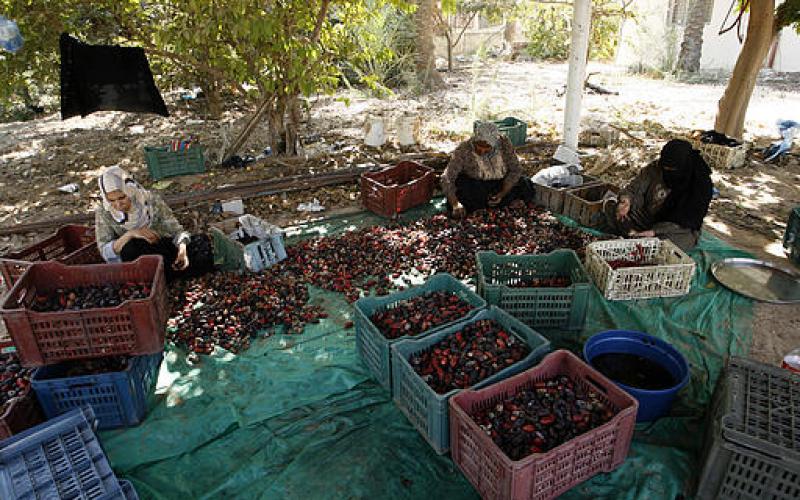 صور.. موسم جني "البلح" جنوب قطاع غزة