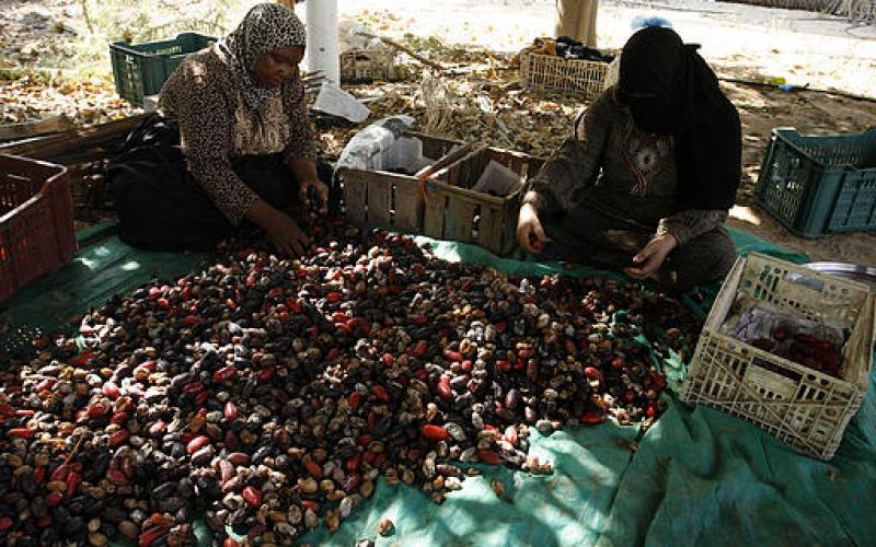 صور.. موسم جني "البلح" جنوب قطاع غزة