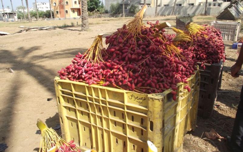 صور.. افتتاح موسمي جني الزيتون والنخيل