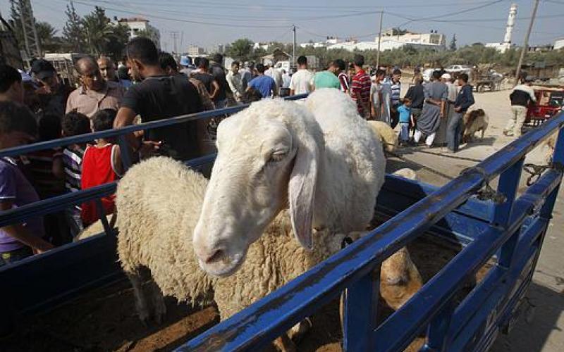 بالصور.. إقبال على شراء "الخراف" بغزة