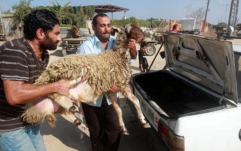 بالصور.. إقبال على شراء "الخراف" بغزة