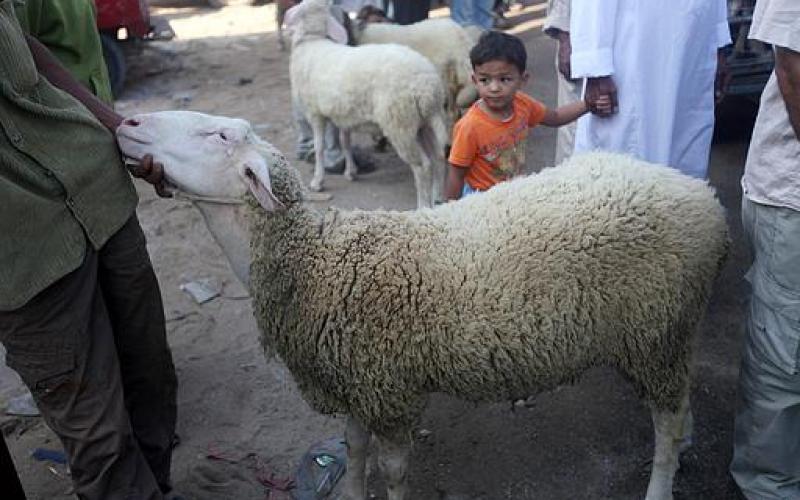 بالصور.. إقبال على شراء "الخراف" بغزة