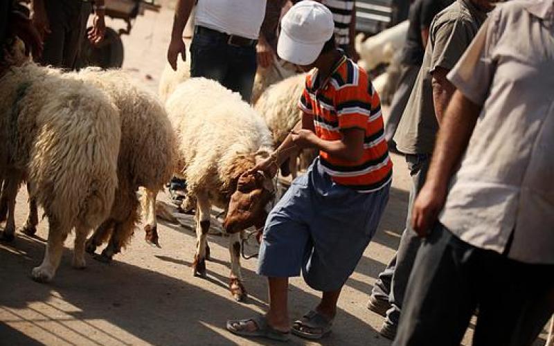 بالصور.. إقبال على شراء "الخراف" بغزة