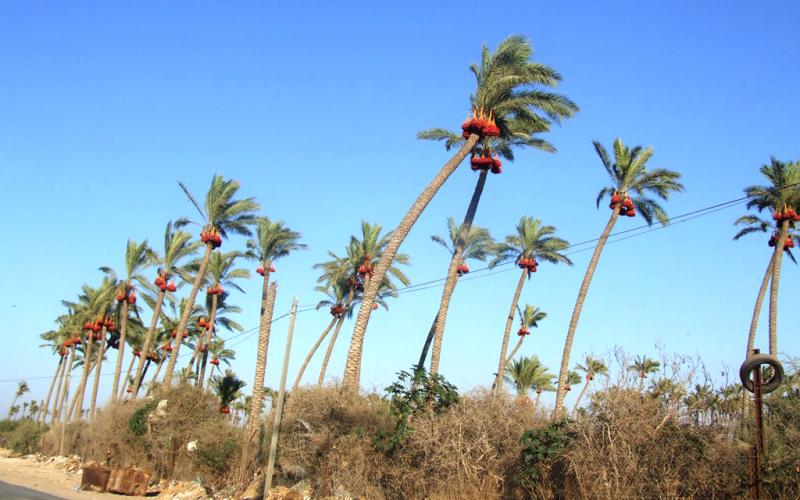 بالصور: موسم البلح.. من الرزق الوفير إلى منع التصدير