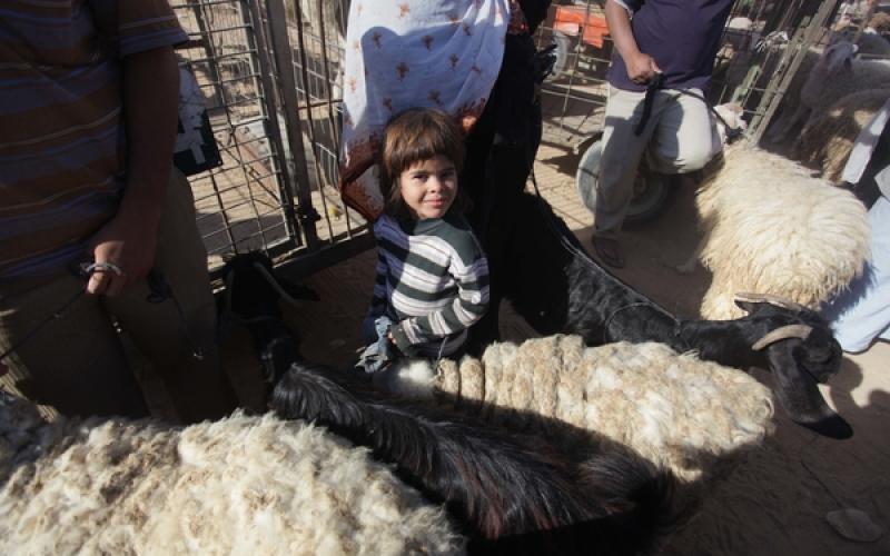 صور: رواج المواشي بغزة مع قرب "الأضحى"