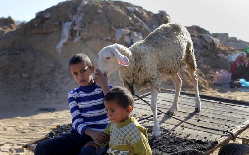 صور: رواج المواشي بغزة مع قرب "الأضحى"