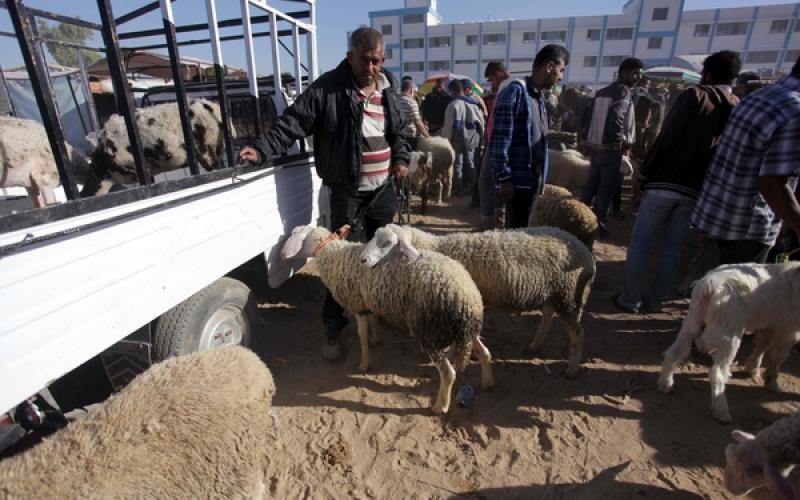 صور: رواج المواشي بغزة مع قرب "الأضحى"