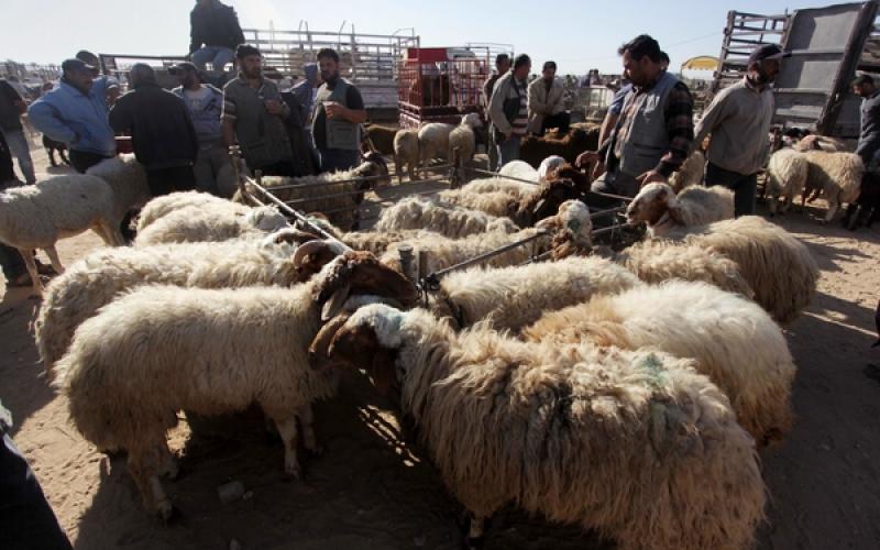 صور: رواج المواشي بغزة مع قرب "الأضحى"