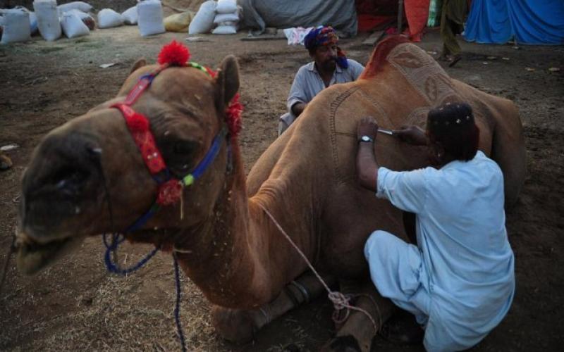 صور: تزيين الإبل استعداداً لـ"الأضحى"