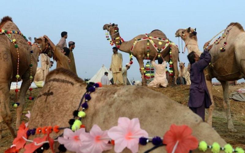 صور: تزيين الإبل استعداداً لـ"الأضحى"