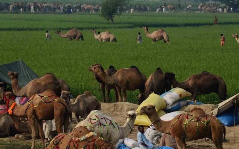 صور: تزيين الإبل استعداداً لـ"الأضحى"