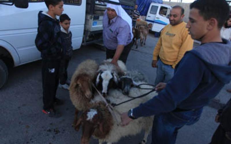 بالصور: أسعار الأضاحي تعكّر فرحة العيد