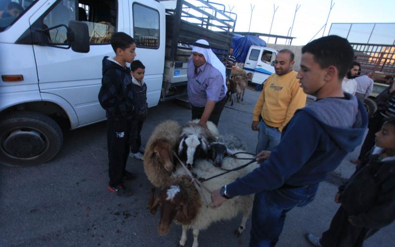 بالصور: أسعار الأضاحي تعكّر فرحة العيد