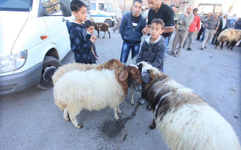 بالصور: أسعار الأضاحي تعكّر فرحة العيد