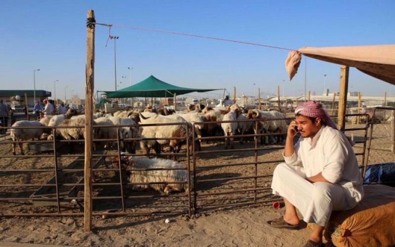 صور: الأضاحي في العالم الإسلامي