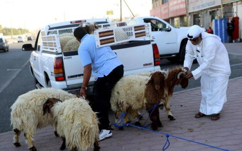 صور: الأضاحي في العالم الإسلامي