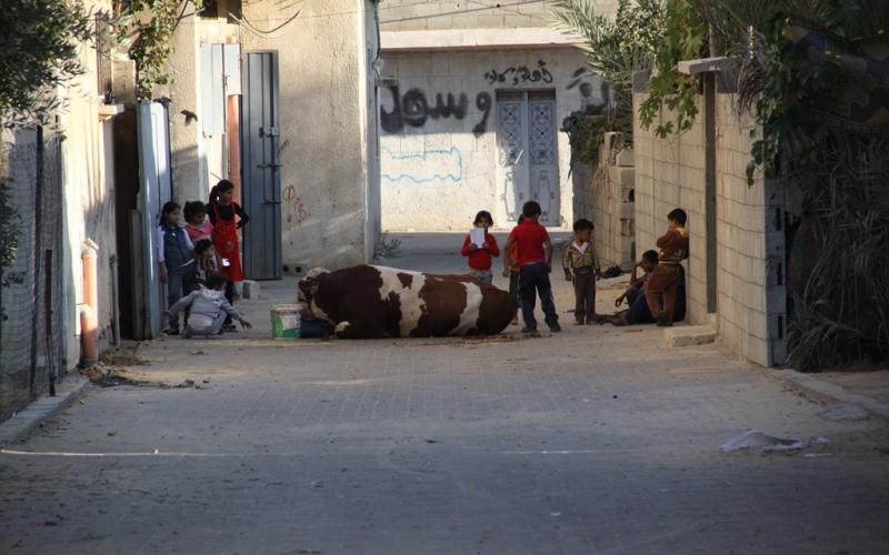 صور: الأضاحي "تتجهز" ليوم النحْر