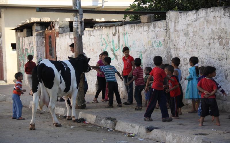 صور: الأضاحي "تتجهز" ليوم النحْر