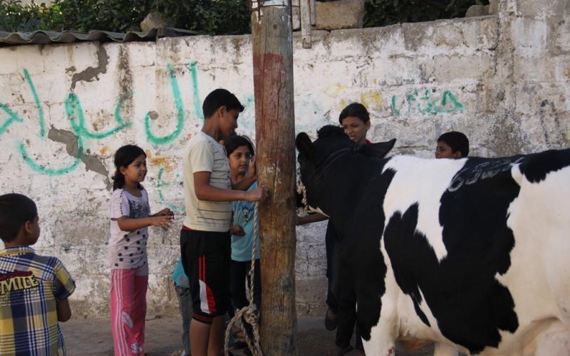 صور: الأضاحي "تتجهز" ليوم النحْر