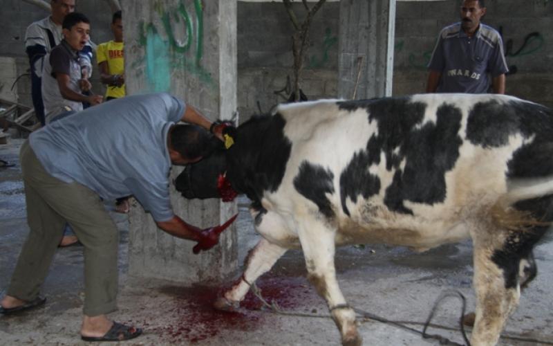 صور:ذبح الأضاحي في قطاع غزة