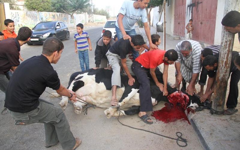 صور:ذبح الأضاحي في قطاع غزة