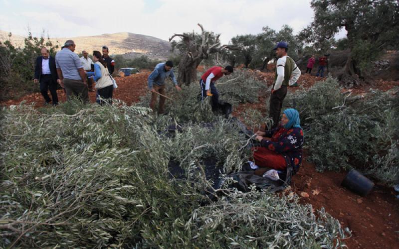 صور: اعتداء المستوطنين على الزيتون بنابلس