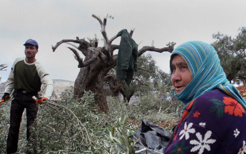 صور: اعتداء المستوطنين على الزيتون بنابلس