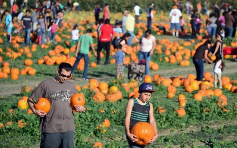 صور:استعدادات عيد اليقطين في أمريكا