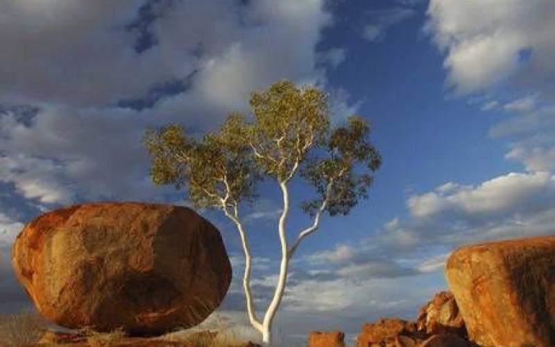 بالصور: أشجار تنبت ذهباً في أستراليا