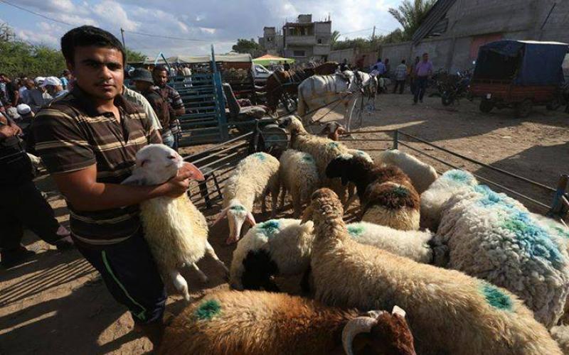 صور: سوق الأضاحي بغزة استعداداً للعيد