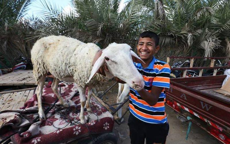 صور: سوق الأضاحي بغزة استعداداً للعيد