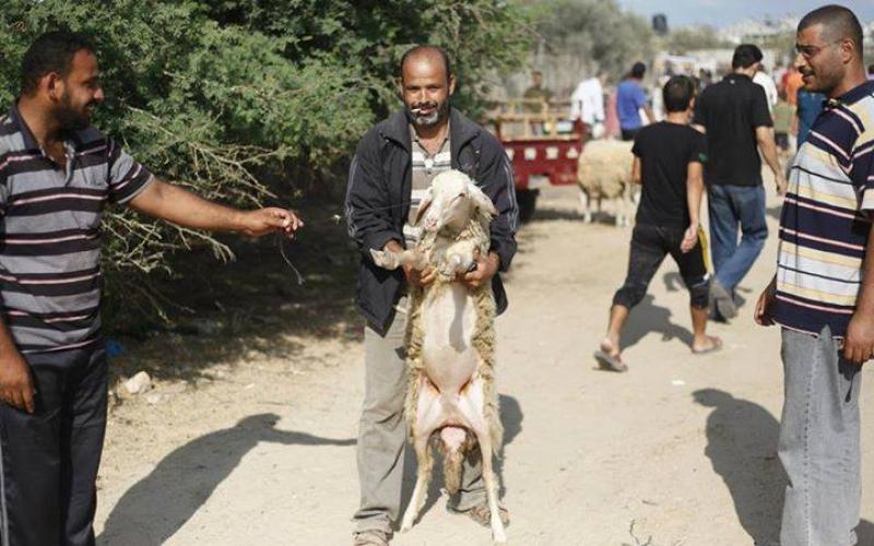 صور: سوق الأضاحي بغزة استعداداً للعيد
