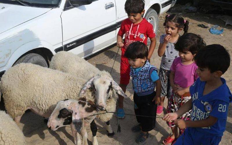 صور: سوق الأضاحي بغزة استعداداً للعيد