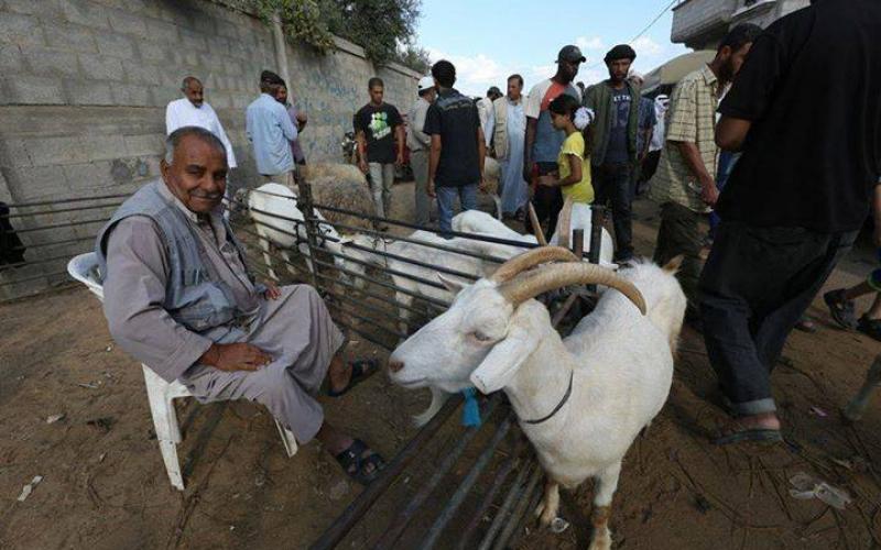 صور: سوق الأضاحي بغزة استعداداً للعيد