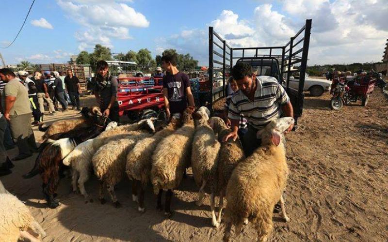 صور: سوق الأضاحي بغزة استعداداً للعيد