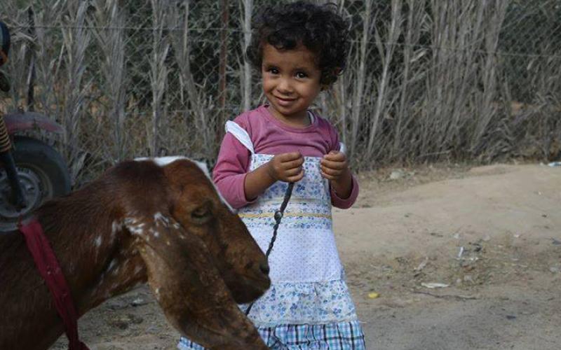 صور: سوق الأضاحي بغزة استعداداً للعيد