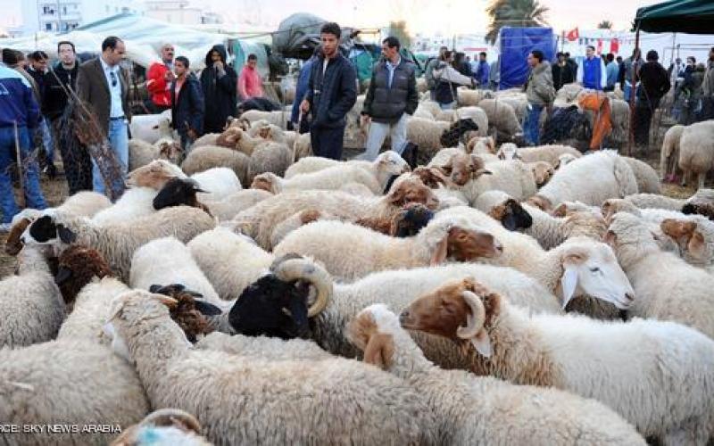 صور: خروف العيد.. طقوس محببة