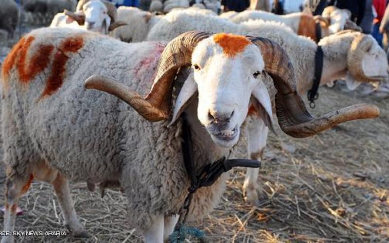 صور: خروف العيد.. طقوس محببة