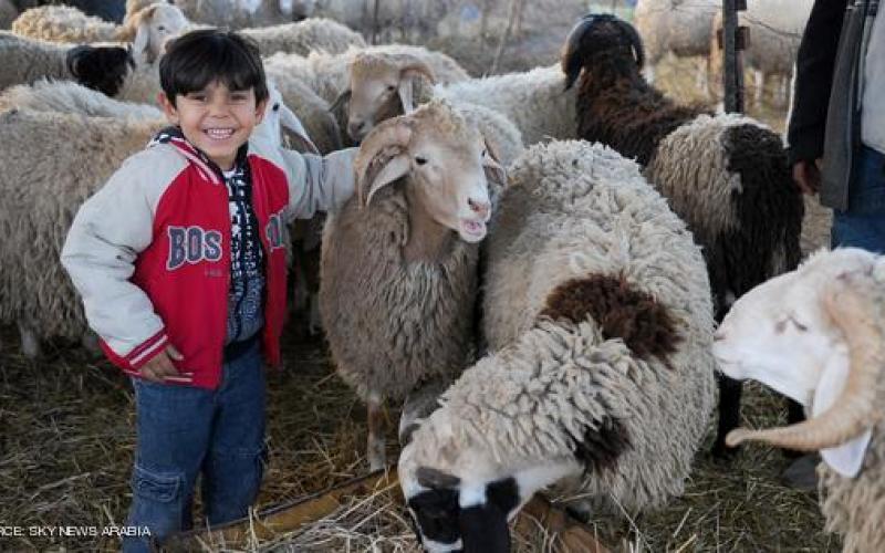 صور: خروف العيد.. طقوس محببة