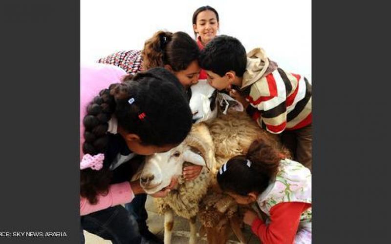 صور: خروف العيد.. طقوس محببة