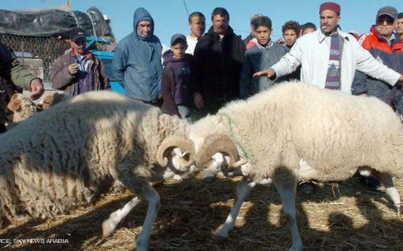 صور: خروف العيد.. طقوس محببة