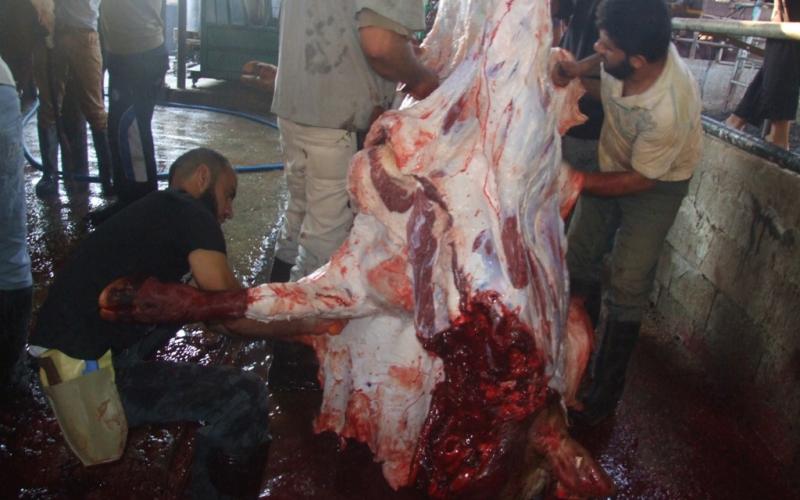 صور: صلاة الأضحى وذبح الأضاحي وسط قطاع غزة