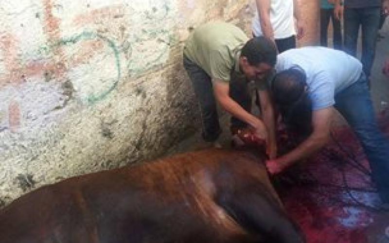 صور: أضاحي العيد في غزة
