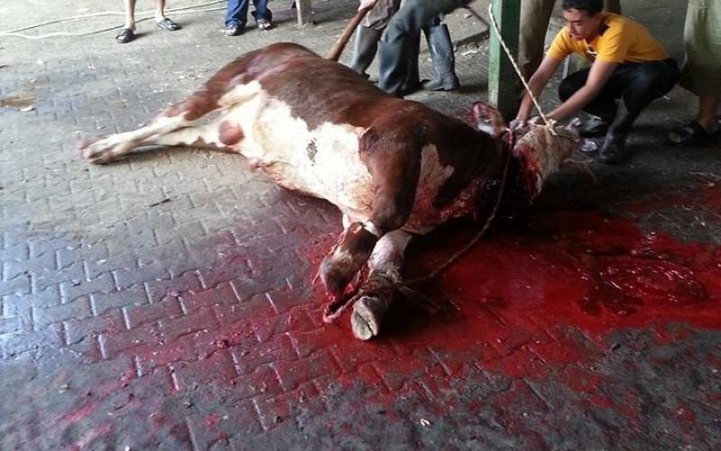صور: أضاحي العيد في غزة