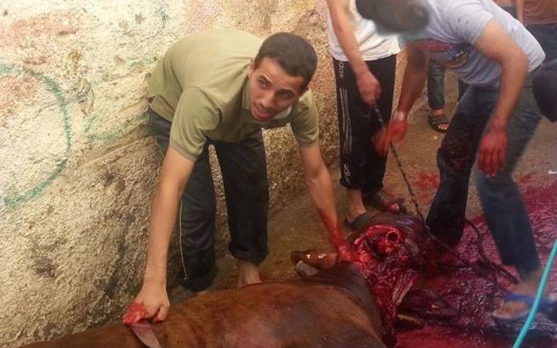 صور: أضاحي العيد في غزة