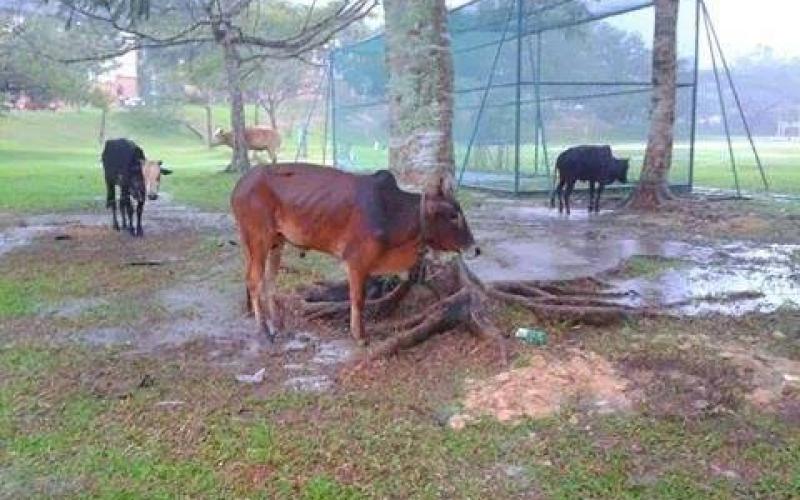 صور: أجواء عيد الأضحى في ماليزيا