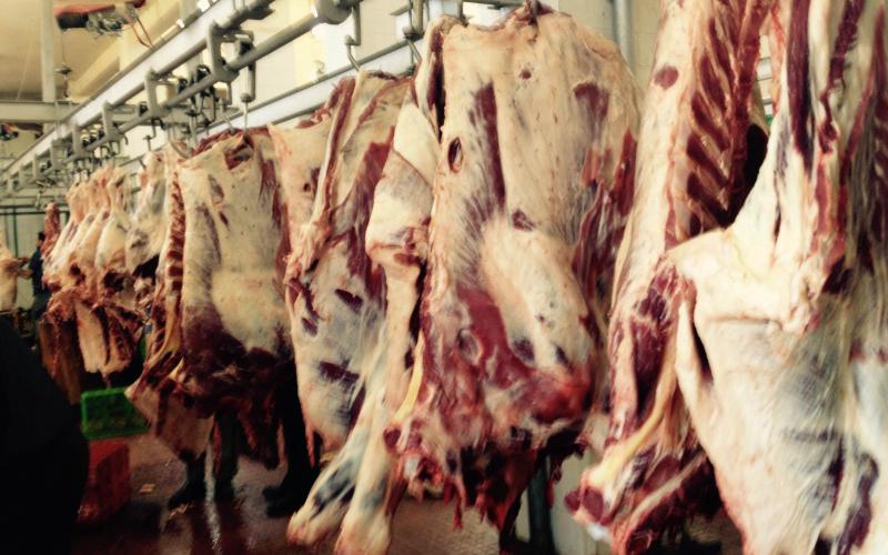 صور: "مسلخ نابلس" خلية نحل خلال العيد