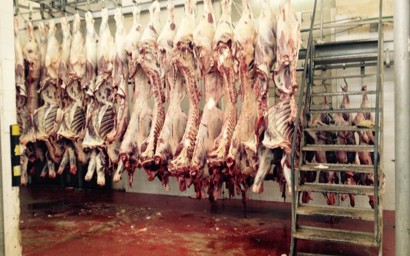 صور: "مسلخ نابلس" خلية نحل خلال العيد