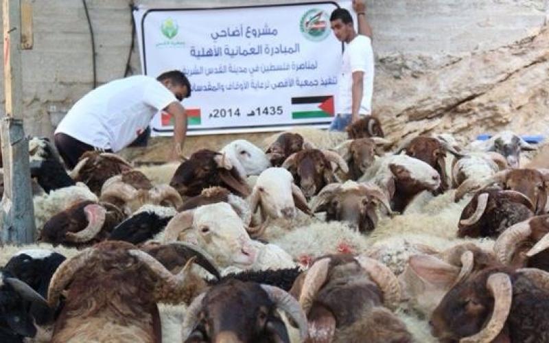 صور: المبادرة العمانية توزع الأضاحي في غزة والقدس